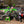 KX450/X 24-25 RS-12 Stainless Full Exhaust, w/ Stainless Muffler